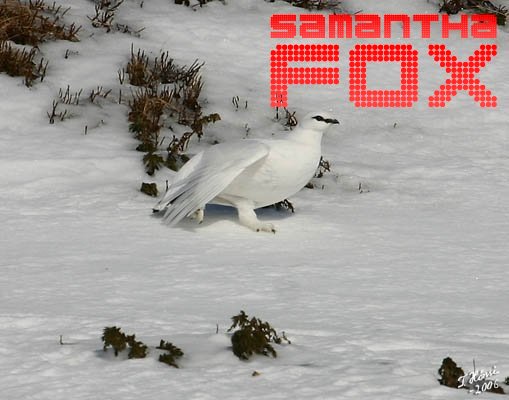 samfox-159
